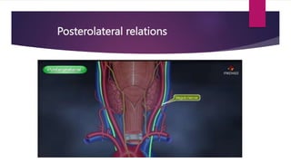 Posterolateral relations
 