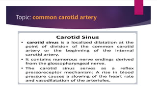 Topic: common carotid artery
 