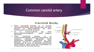 Common carotid artery
 