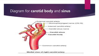 Diagram for carotid body and sinus
 