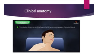 Clinical anatomy
 