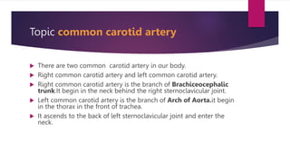 Topic common carotid artery
 There are two common carotid artery in our body.
 Right common carotid artery and left common carotid artery.
 Right common carotid artery is the branch of Brachiceocephalic
trunk.It begin in the neck behind the right sternoclavicular joint.
 Left common carotid artery is the branch of Arch of Aorta.it begin
in the thorax in the front of trachea.
 It ascends to the back of left sternoclavicular joint and enter the
neck.
 