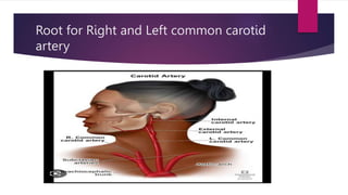 Root for Right and Left common carotid
artery
 