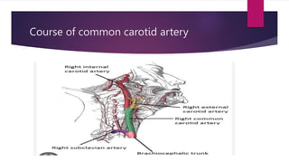 Course of common carotid artery
 