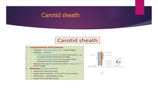 Carotid sheath
 