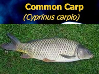 Common Carp
(Cyprinus carpio)
 