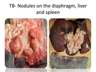 TB- Nodules on the diaphragm, liver
and spleen

Friday, October 18, 2013

Dr.Pavulraj.S, (original author)
M.V.Sc., Pathology
scholar, IVRI(NRCE), India

10

 