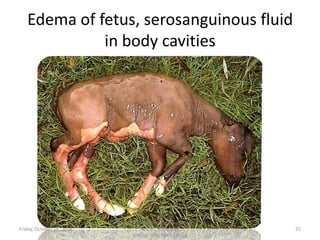 Edema of fetus, serosanguinous fluid
in body cavities

Friday, October 18, 2013

Dr.Pavulraj.S, (original author)
M.V.Sc., Pathology
scholar, IVRI(NRCE), India

25

 