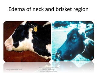 Edema of neck and brisket region

Friday, October 18, 2013

Dr.Pavulraj.S, (original author)
M.V.Sc., Pathology
scholar, IVRI(NRCE), India

32

 
