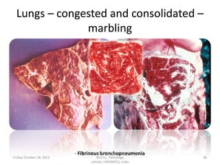 Lungs – congested and consolidated –
marbling

Friday, October 18, 2013

Dr.Pavulraj.S, (original author)
- Fibrinous bronchopneumonia
M.V.Sc., Pathology
scholar, IVRI(NRCE), India

38

 