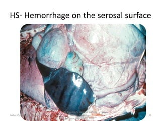 HS- Hemorrhage on the serosal surface

Friday, October 18, 2013

Dr.Pavulraj.S, (original author)
M.V.Sc., Pathology
scholar, IVRI(NRCE), India

39

 
