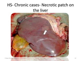 HS- Chronic cases- Necrotic patch on
the liver

Friday, October 18, 2013

Dr.Pavulraj.S, (original author)
M.V.Sc., Pathology
scholar, IVRI(NRCE), India

41

 
