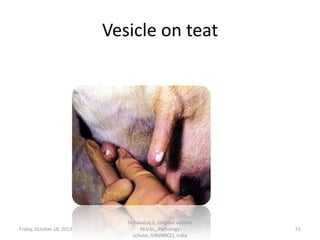 Vesicle on teat

Friday, October 18, 2013

Dr.Pavulraj.S, (original author)
M.V.Sc., Pathology
scholar, IVRI(NRCE), India

51

 