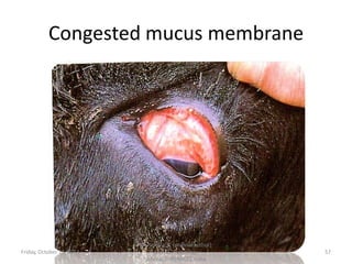 Congested mucus membrane

Friday, October 18, 2013

Dr.Pavulraj.S, (original author)
M.V.Sc., Pathology
scholar, IVRI(NRCE), India

57

 