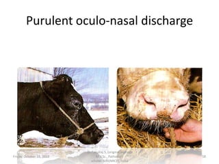 Purulent oculo-nasal discharge

Friday, October 18, 2013

Dr.Pavulraj.S, (original author)
M.V.Sc., Pathology
scholar, IVRI(NRCE), India

58

 