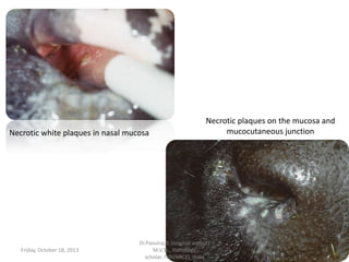 Necrotic white plaques in nasal mucosa

Friday, October 18, 2013

Necrotic plaques on the mucosa and
mucocutaneous junction

Dr.Pavulraj.S, (original author)
M.V.Sc., Pathology
scholar, IVRI(NRCE), India

59

 