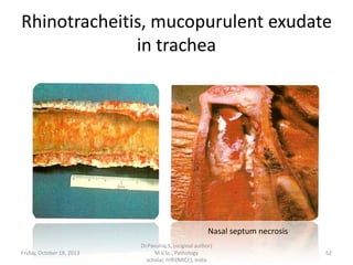 Rhinotracheitis, mucopurulent exudate
in trachea

Nasal septum necrosis
Friday, October 18, 2013

Dr.Pavulraj.S, (original author)
M.V.Sc., Pathology
scholar, IVRI(NRCE), India

62

 