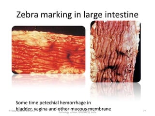 Zebra marking in large intestine

Some time petechial hemorrhage in
Dr.Pavulraj.S, (original author) M.V.Sc.,
Friday,bladder, vagina and other mucous membrane
October 18, 2013
Pathology scholar, IVRI(NRCE), India

74

 