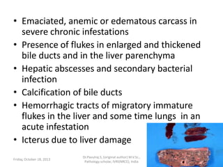 • Emaciated, anemic or edematous carcass in
severe chronic infestations
• Presence of flukes in enlarged and thickened
bile ducts and in the liver parenchyma
• Hepatic abscesses and secondary bacterial
infection
• Calcification of bile ducts
• Hemorrhagic tracts of migratory immature
flukes in the liver and some time lungs in an
acute infestation
• Icterus due to liver damage
Friday, October 18, 2013

Dr.Pavulraj.S, (original author) M.V.Sc.,
Pathology scholar, IVRI(NRCE), India

84

 