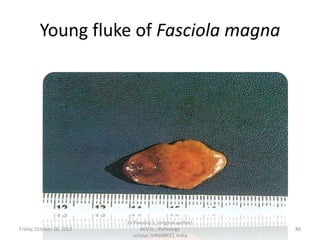 Young fluke of Fasciola magna

Friday, October 18, 2013

Dr.Pavulraj.S, (original author)
M.V.Sc., Pathology
scholar, IVRI(NRCE), India

88

 