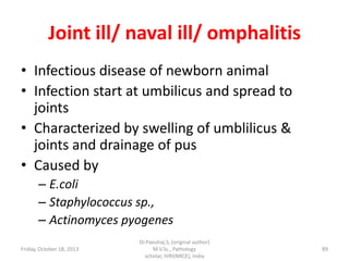 Joint ill/ naval ill/ omphalitis
• Infectious disease of newborn animal
• Infection start at umbilicus and spread to
joints
• Characterized by swelling of umblilicus &
joints and drainage of pus
• Caused by
– E.coli
– Staphylococcus sp.,
– Actinomyces pyogenes
Friday, October 18, 2013

Dr.Pavulraj.S, (original author)
M.V.Sc., Pathology
scholar, IVRI(NRCE), India

89

 