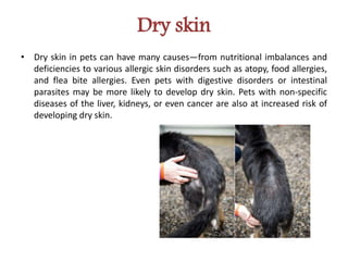 Common Causes of Skin Problems in Dogs | Dr Jennifer Creed | PPTX