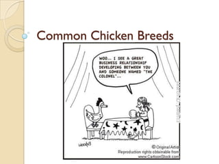 Common Chicken Breeds
 