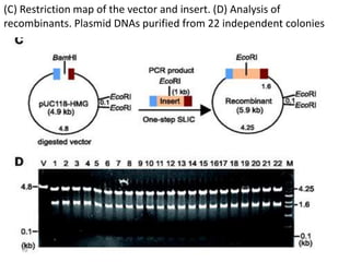 (C) Restriction map of the vector and insert. (D) Analysis of
recombinants. Plasmid DNAs purified from 22 independent colonies
19
 