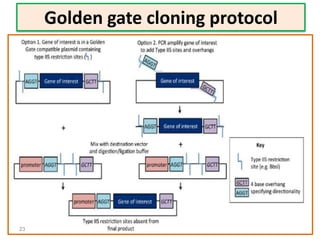 Golden gate cloning protocol
23
 