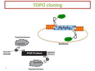 TOPO cloning
8
 