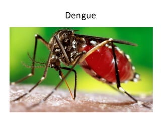 Dengue
• A mosquito-borne disease mostly occurring in
tropical and sub-tropical areas.
• Signs & Symptoms: Fever up to 41’C, headaches,
body pain, pain behind the eye, widespread rash,
nausea and vomiting, minor bleeding from
gums/nose.
• Treatment: Rest, drink plenty fluids, pain
medication can be taken except when it can
increase bleeding complications, hospitalization
for severe cases.
 