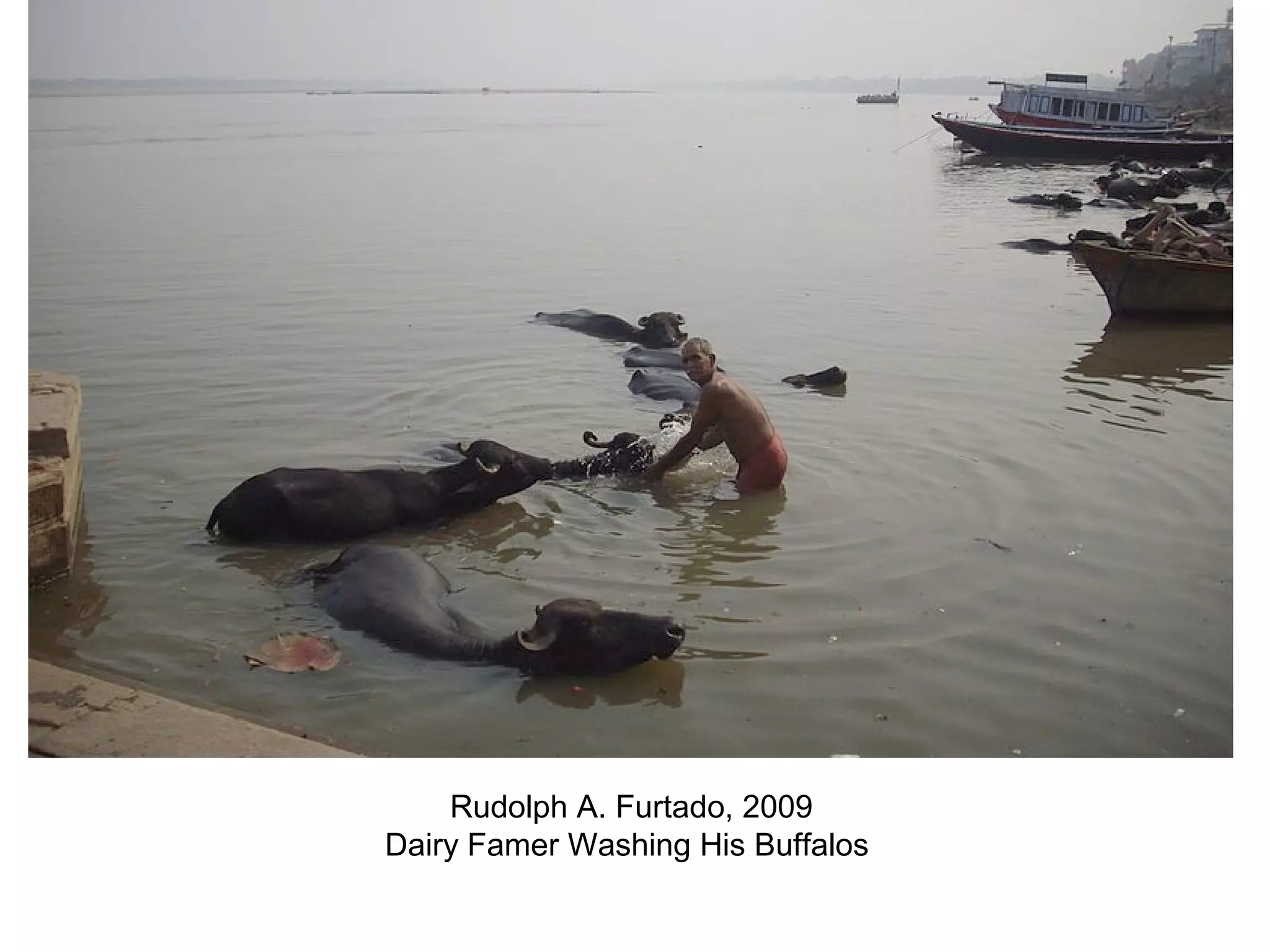 +
Rudolph A. Furtado, 2009
Dairy Famer Washing His Buffalos
 