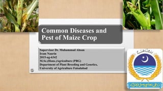 Common Diseases and
Pest of Maize Crop
Supervisor Dr. Muhammad Ahsan
Iram Naurin
2015-ag-6342
M.Sc.(Hons.)Agriculture (PBG)
Department of Plant Breeding and Genetics,
University of Agriculture Faisalabad
 
