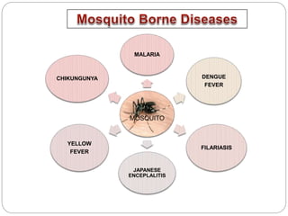 MOSQUITO
MALARIA
DENGUE
FEVER
FILARIASIS
JAPANESE
ENCEPLALITIS
YELLOW
FEVER
CHIKUNGUNYA
 