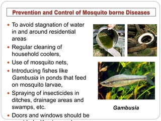  To avoid stagnation of water
in and around residential
areas
 Regular cleaning of
household coolers,
 Use of mosquito nets,
 Introducing fishes like
Gambusia in ponds that feed
on mosquito larvae,
 Spraying of insecticides in
ditches, drainage areas and
swamps, etc.
 Doors and windows should be
Gambusia
 