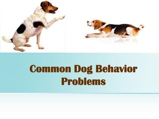 Common Dog Behavior
Problems
 