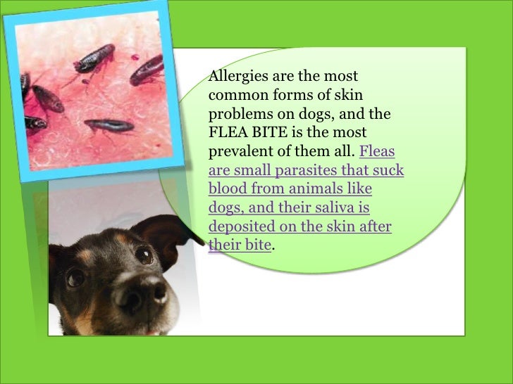 Dog Food For Skin Issues Dog Food For Skin Issues