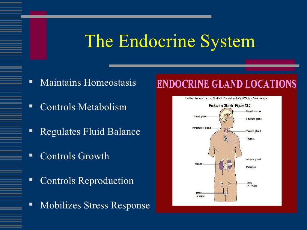 Common Endocrine Disorders