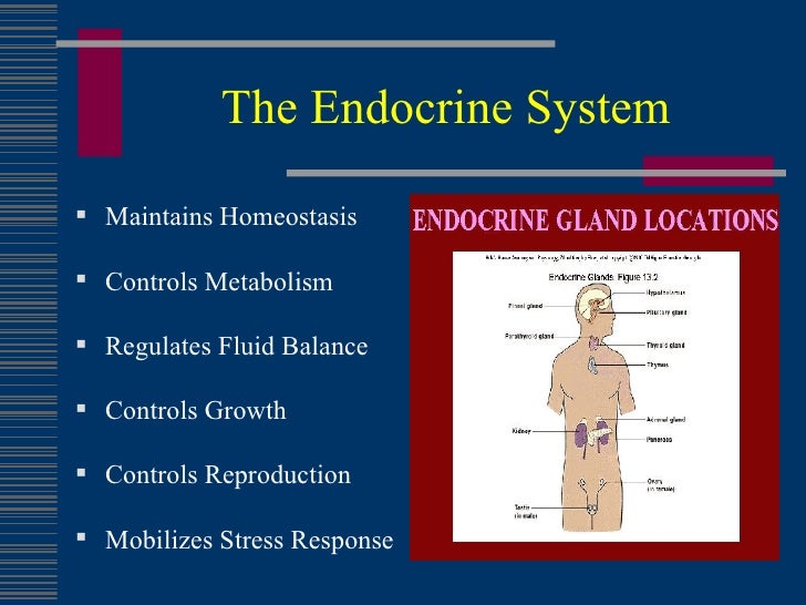 Common Endocrine Disorders