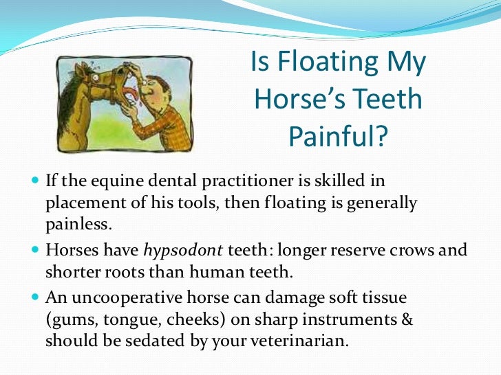 Common Equine Dental Questions