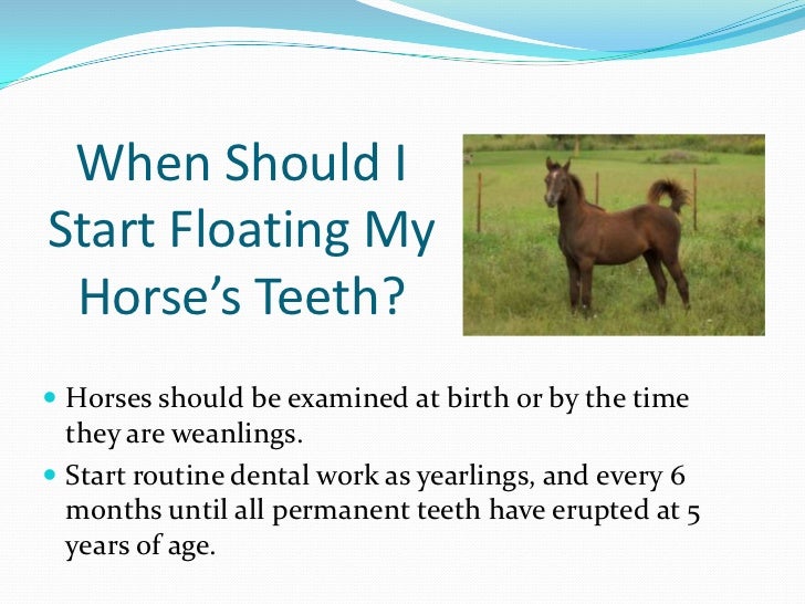Common Equine Dental Questions