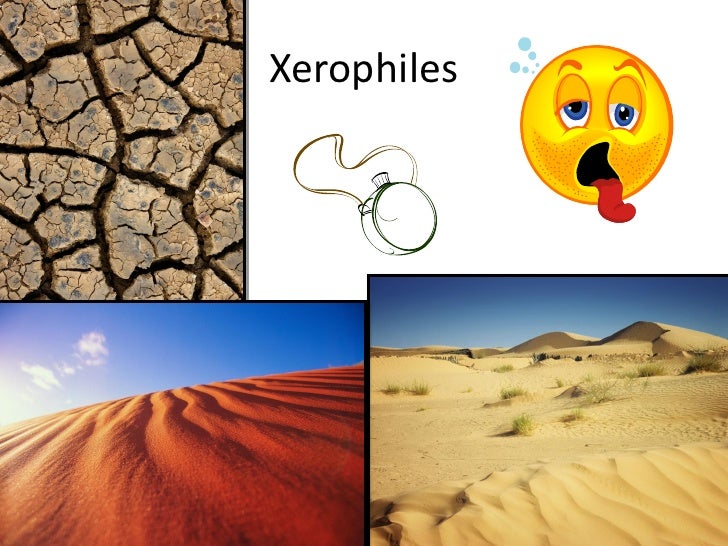 Common Extremophiles