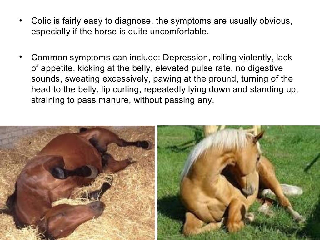 Common horse injuries