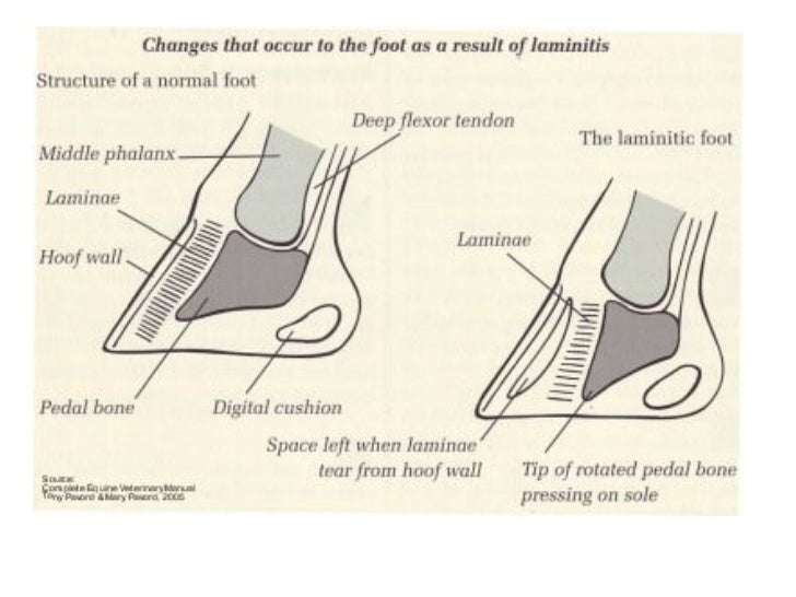 Common horse injuries