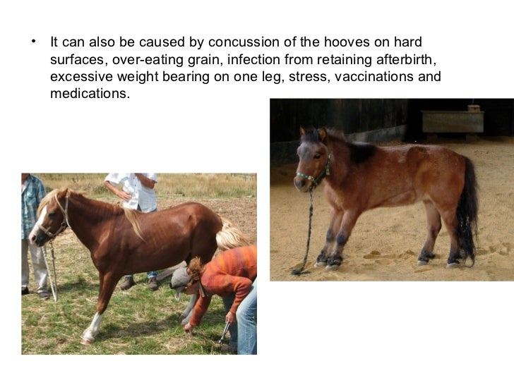 Common horse injuries