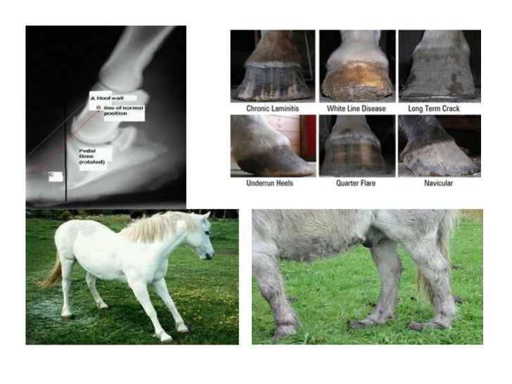 Common horse injuries