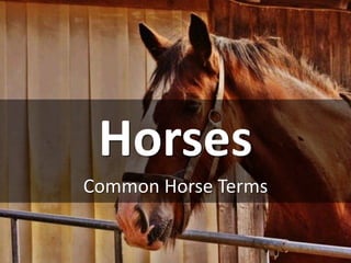 Horses
Common Horse Terms
 