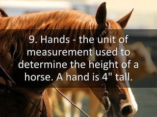 Common Horse Terms | PPTX