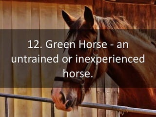 Common Horse Terms | PPTX