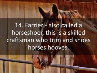 Common Horse Terms | PPTX